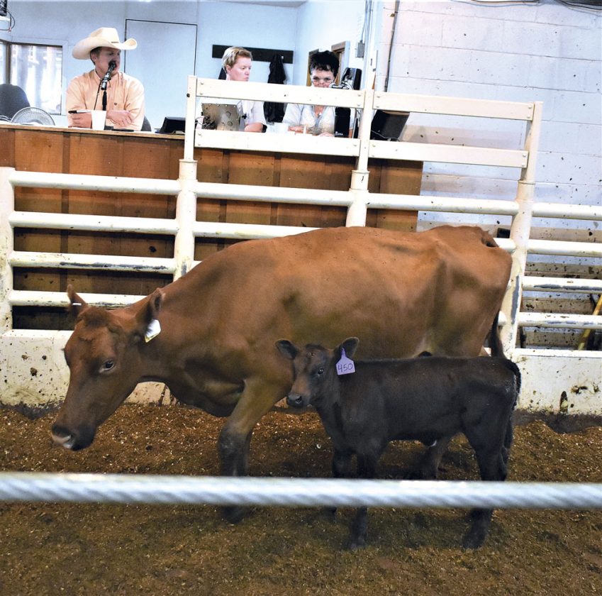 Rugby Livestock Auction sees flood of cattle from droughtstricken